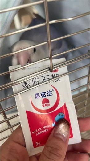 Parrot opens small square sachet with its beak in Beijing, China