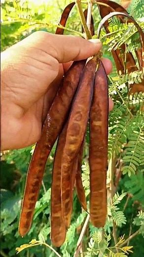 Albizia Tree with Seed Pods | Beautiful Shade Tree with Medicinal Benefits#Albizia #NatureShorts