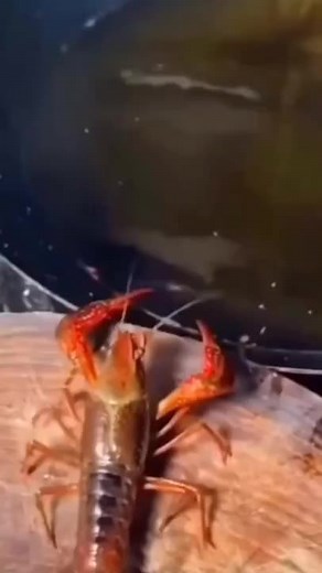 Swimming Adventure with Crawfish and Crabs