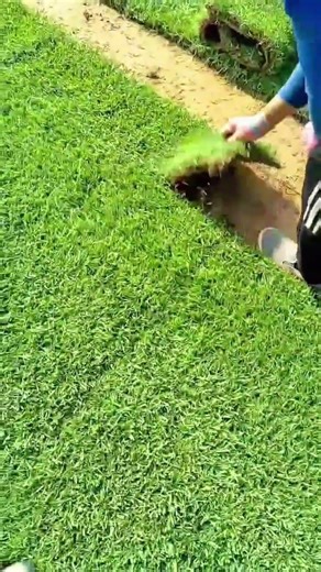 Transform Your Yard Instantly Professional Sod Installation Tips