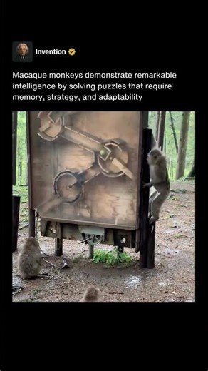 Macaque Monkey Solves Puzzles Like a Genius 🧩🐒 #shorts