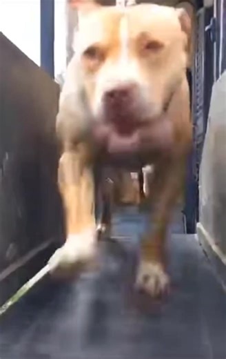 APBT LUCANIA'S DOGS | TOP APBT WORLD