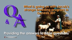 Q&A: What is going on with Jacob’s strange breeding Program in Genesis 30?