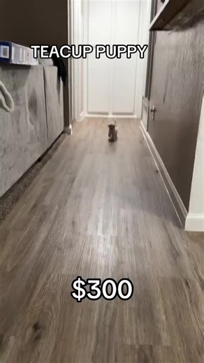 LuxePup Teacups on TikTok