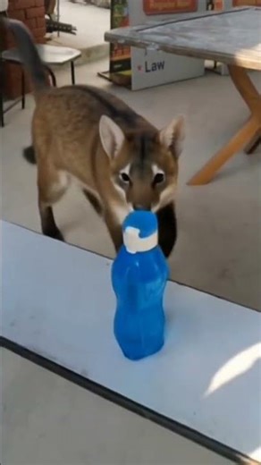 botel editing #edit #editing #trending #shortsfeed #shorts #photoediting #photography