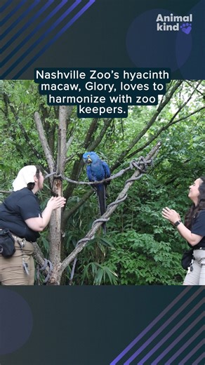 Glory will keep dancing at the Blue Parrot Club! Nashville Zoo's hyacinth macaw loves to sing and dance. | USA TODAY
