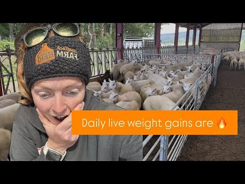 Lambs not long weaned...