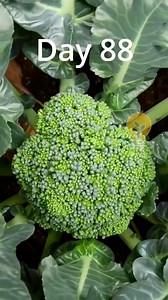 6K views · 89 reactions | 270 days in just 60s! Top 3 plant time lapse compilation! #timelapse | Interesting as FCK | Facebook