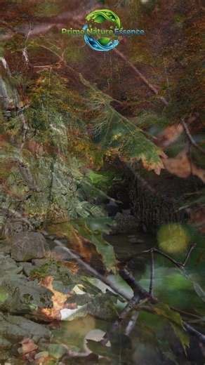 Este Otoño EN 4K | #shorts #bellezanatural #4k