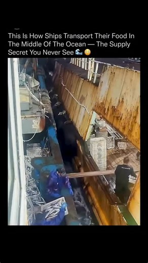 sci || tech || history on Instagram: "In the middle of open ocean, fishing crews use a transfer system that lets them keep working for days without ever heading back to shore. 🌊🐟 Large “collector boats” cruise between fleets, pulling up alongside smaller fishing vessels to retrieve their catch. Instead of wasting hours returning to port, fishermen offload their haul onto these mobile carriers and immediately return to the fishing grounds. Every transfer has to be done fast and with precision. 