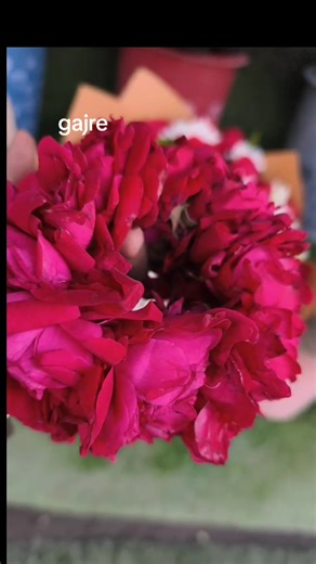 gajre#viral_video #foruyou #delivery #gajreforuyou #viral_video @🌹 𝐍𝐀𝐃𝐈𝐑 𝐅𝐋𝐎𝐖𝐄𝐑 🌹 @Eshafloral Shop Lahore 🌹 @Hasnain H77