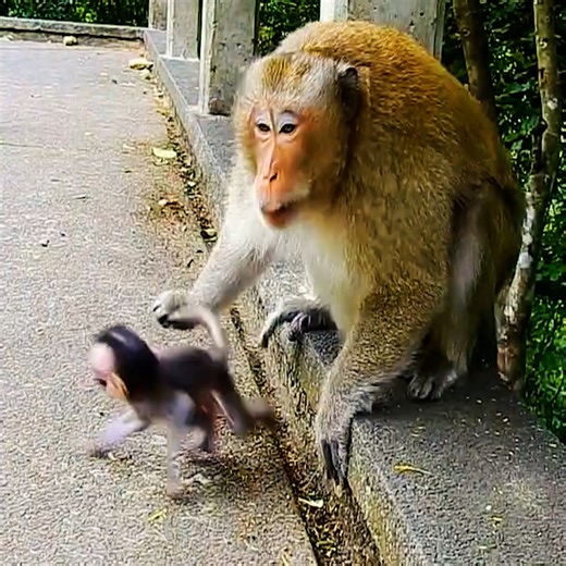 Please mama help me i'm fear to much #monkeyscry | Premature Monkeys