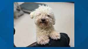 Poodle and cat saved from years of 'torture,' two women face felony charges