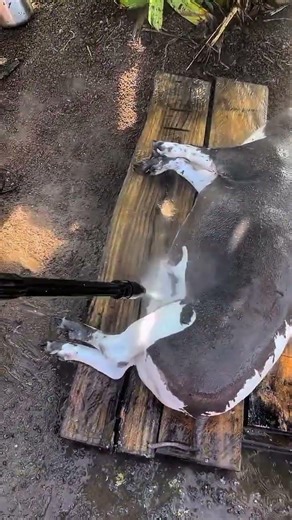 cara mudah merontokkan bulu babi dengan cara di semprot #shorts