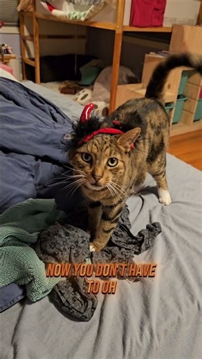 🎃 Come dress up with cats this Halloween!