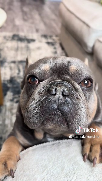 Performance review ##frenchie