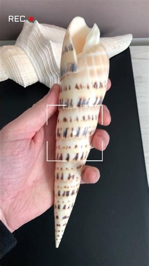 Packaging and delivery of seashells🥹🛫#shorts #shells #seashell #sea #collection #collector