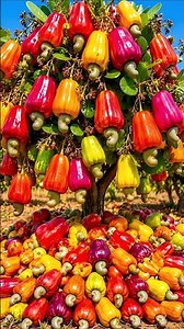 Easy and fast techniques for growing and propagating cashew fruit trees #garden #plant #diy