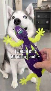 Huskies React To Viral Wall Walking Lizard