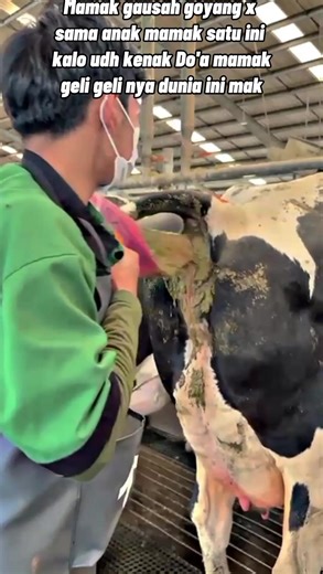 Understanding Artificial Insemination in Cattle