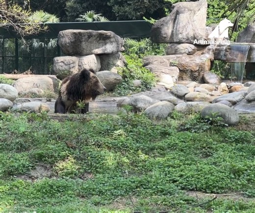 October: Rescued Tibetan Brown Bear Benji - The Silent Observer You prefer to watch first and act later. With keen eyes and quiet steps, you always notice the little details others miss. | Animals Asia
