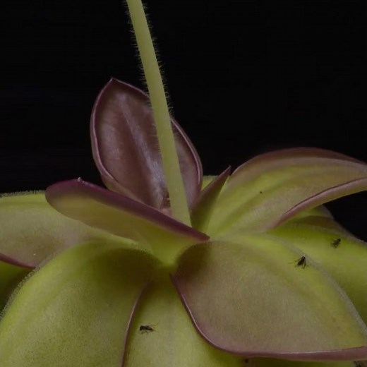 Pinguicula laueana flower time-lapse