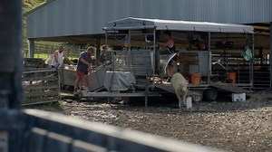 213K views · 2.3K reactions | There's a new generation farming an historic Rangitīkei sheep station. Here's a preview of our next show, where we visit the team running sheep and beef on the steep hills of Drysdale Station and take a look at their new Drysdale Station Walk and Accommodation. With Great Hikes App | Hyundai Country Calendar | Facebook