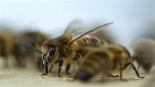 Watch what happens when 10,000 bees compete to choose one home