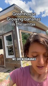 76K views · 2.7K reactions | Bananas in the middle of winter? ❄️ We grew them in our greenhouse using bicarbonate panels, extra windows for sunlight, and a fan that automatically kicks on when it gets too hot. The secret to winter greenhouses isn’t just heat—it’s keeping temperatures stable. With the right setup, you can grow food year-round #GreenhouseGrowing #HomesteadLife #WinterGardening #SustainableLiving #YearRoundFood | Roots & Rabbits Homestead | Facebook