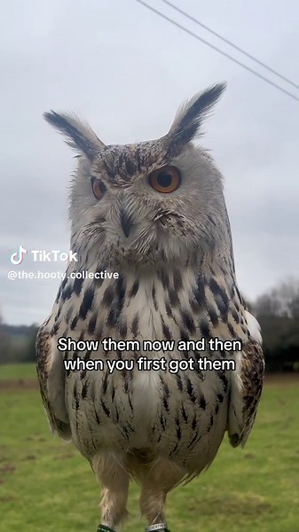 Discover the Life Stages of Owls: Adult and Young