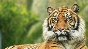 Bengal Tiger Called Royal Bengal Tiger Stock Footage Video (100% Royalty-free) 19810399 | Shutterstock