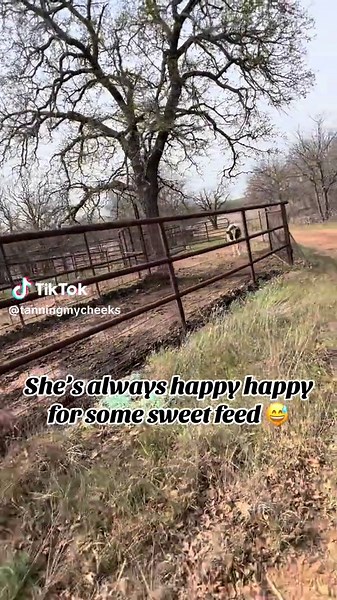 She knows who spoils her 🥰😍😍#oklahoma #country #farm #cow #funnyvideos #running #comeon