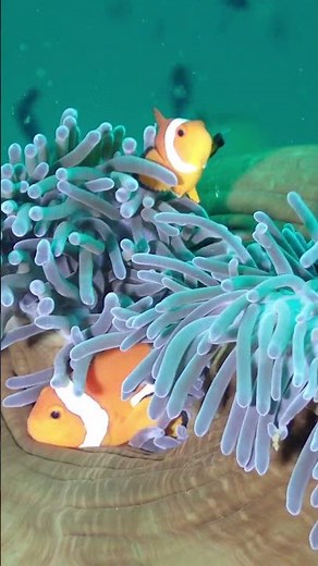 False Clown Anemonefish filmed on TG7