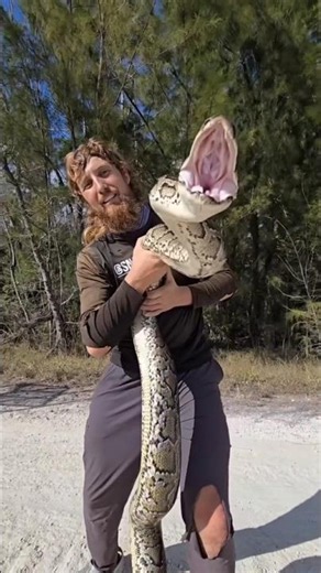 Catching a python is not a matter for children #shorts