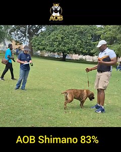 5.5K views · 47 reactions | #SABBS 0686831 One of our youngsters approximately 12 months old at the just concluded 2024 BA/SABBS Boerboel Appraisals in Ilorin. We are proud of her achievement at such a very young age. : AOB Shimano 83% "Sting" Sire: Herberg Hennie 83.7% "Shadow" Dame: AOB Nagasaki 83.9% "Blade" Breeder: @alagbedeogun Owner: @alagbedeogun | Alagbede Ogun Boerboels | Facebook