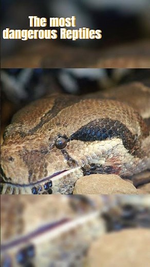 Green Anaconda How It Swallows Giant Prey?