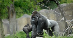 Wereldberoemde gorilla Bokito (27) uit Diergaarde Blijdorp ‘geheel onverwacht’ overleden