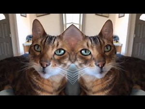 Autotuned Cat Song [Cobie's jam groove]