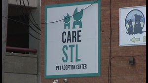 Dog behavior expert offers tips on how to protect yourself from dog attacks