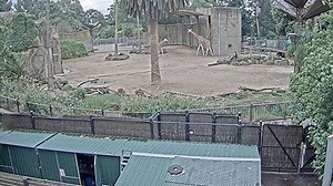 Giraffes Cam, Melbourne Zoo