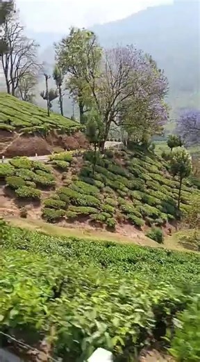 #Jacaranda Violet flowering tree is in bloom & green tea#
