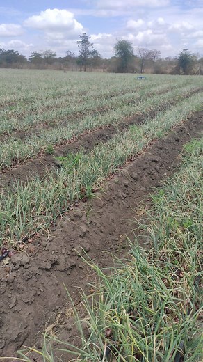 Agriculture Tips: How to Plant Onions in Kenya