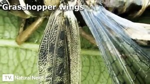 Insects Under The Microscope HD