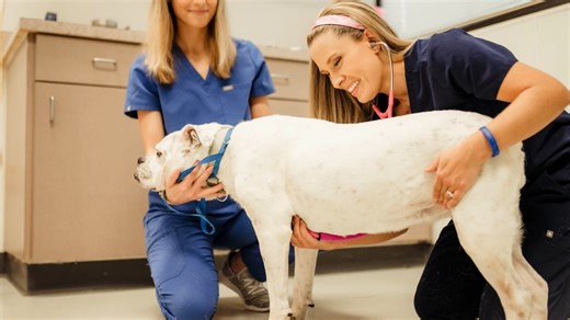 We Are the Champions VMX V2