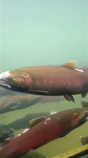 Coho by Sophie #fish #salmon #coho #cohosalmon