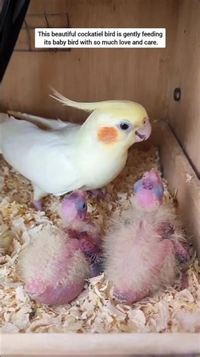 This cockatiel bird is gently feeding its baby bird with so much love and care #cockatiel #babybird