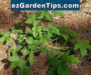 Native Plants i Texas 🌱 Tips Gartnere - No.ezGardenTips.com