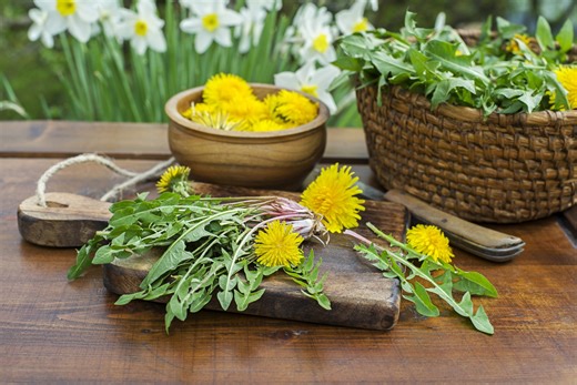 Dandelion: A Resilient Plant With Food and Herbal Uses – [your]NEWS
