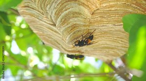 Wasp are building nests from soil, mud, wood chips, wood pulp. Its create with teeth.