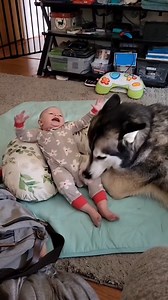 127K views · 8K reactions | Husky knows the word "pregnant" Video Credit: https://www.instagram.com/vladislav_iliev_/ #Dogexpress #Celebratingdoglove #Doglovers #Dogowners #lovemydog #doglove #doglife #dogstagram #dogoftheday #huskylove #huskylife #huskylovers #huskylovers #huskiesofinstagram #dogcaretips #huskyofinstagram #cutebaby #instadog #dogsofinsta #dogsofinstagram | DogExpress | Facebook